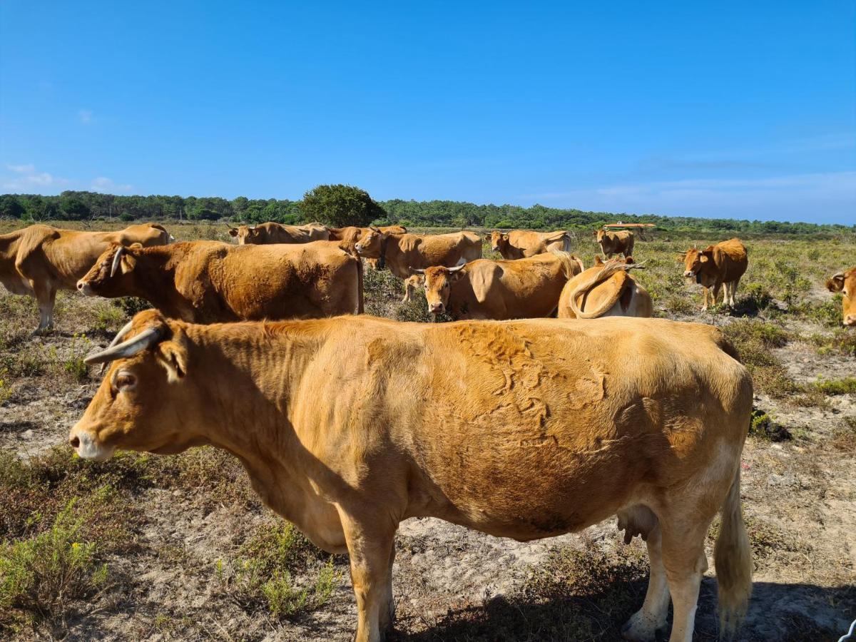 Herdade Da Vagem Rogil Bagian luar foto
